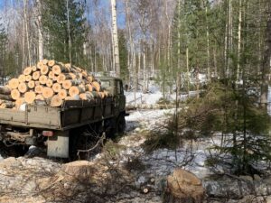 Сибирские дрова, процесс заготовки и почему выгодно купить дрова у нас?